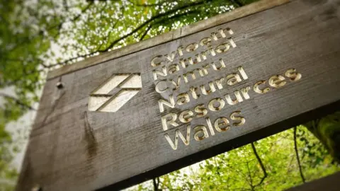 A dark brown wooden sign shown at an angle, with Natural Resources Wales written in English and Welsh with its logo embossed in light brown.