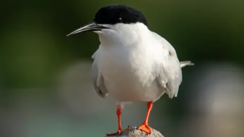 A Roseate Tern. It is a small birds with a white body, but black fur around the top half of its head - almost like it's been given a bowl cut. It has a long, black beak and vibrant orange legs.