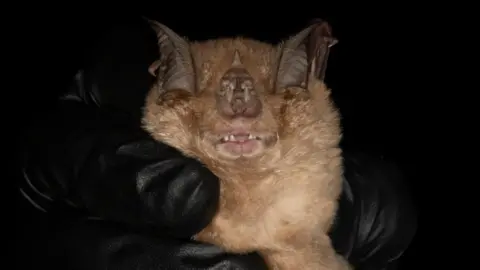 Close-up of a bat being gently held against a black background, with its wings partially folded around its face. The bat’s eyes are closed, small teeth are visible, and soft brown fur contrasts with the dark surroundings and black-gloved hands holding it.
