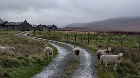 Ian Mulvey five sheep stand in the middle of a single track road. they are surrounded by grass and they sky is grey.