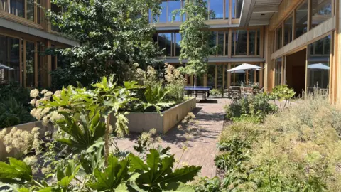 Green plants in a garden with a patio and wooden-framed windows 