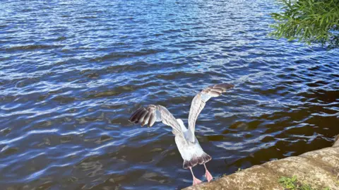 BBC Weather Watcher Meeper Petersfield - bird mid-launch into lake