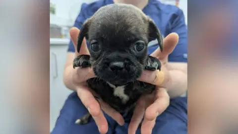 A healthcare worker wearing scrubs holds up one of the black puppies in the hands, with the puppy's paws resting on their finger and it is looking into the camera. 