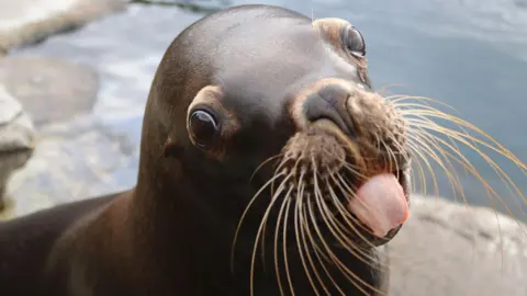 Colchester Zoological Society A sea lion looking straight at the camera.