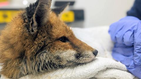 Fox being treated at OWR
