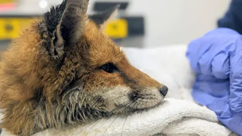 Oxfordshire Wildlife Rescue Fox being treated at OWR