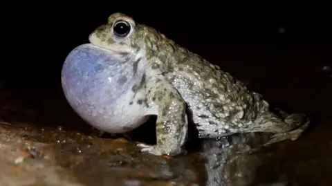 Close up of a natterjack toad with its expanded throat