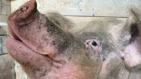 Close-up image of a pink pig's face in profile