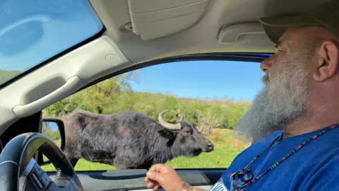 Derek Gow is at the wheel of his truck in front of a window through which a water buffalo is visible.