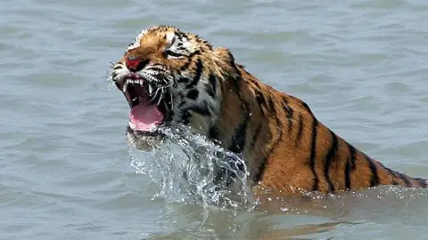 Tiger in the Sundarbans