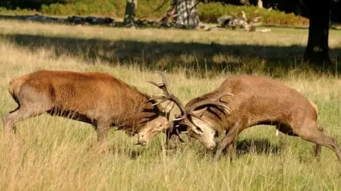 Two red deer with antlers locked together are rutting in a sunlit woodland glade 