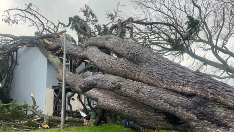 A large tree that has fallen over. There are broken branches on the green grass. The sky is grey. The tree is broken over the blue building