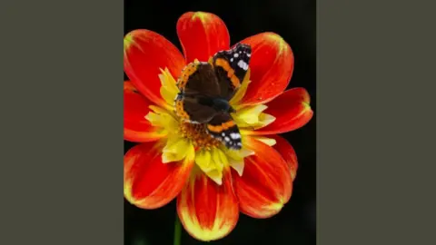 Gill Marchant Red Admiral butterflies on dahlia plant