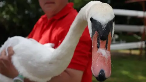 A close-up of a mute swan's head looking directly at the camera, while its body is being held by a man in a red top