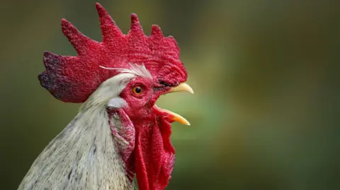 Close-up of a rooster crowing