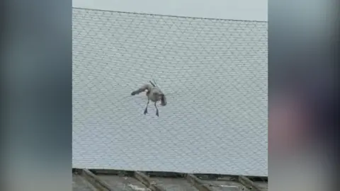 Gull stuck in net 