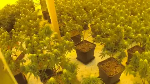 Nottinghamshire Police Cannabis plants are pictured in black pots