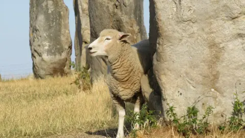 A sheep sits against a stone as sun shines in the background