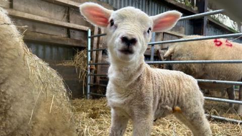 Lamb in a barn