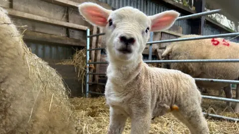 Lamb in a barn