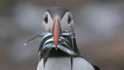 Chrys Mellor / RSPB Close up of a puffin with a mouth full of sandeels