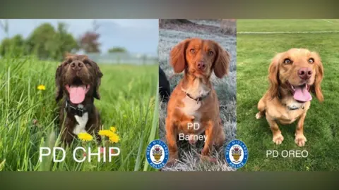 West Midlands Police Three of the force's police dogs, PD Chip, PD Barney and PD Oreo.