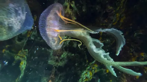 PA Media An underwater photograph of a mauve stinger. It has a purple spotted dome with yellow and green tendrils. There are rocks behind it. 