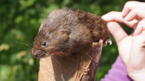 NOTTINGHAMSHIRE WILDLIFE TRUST An image of a water vole being held by a wildlife expert.