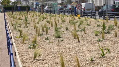 A large patch of land with gravel and young green plants beside a road.