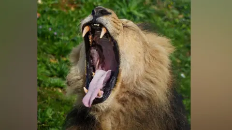Jimmy's Farm and Wildlife Park A close-up photo showing the head of a lion which is mid-roar