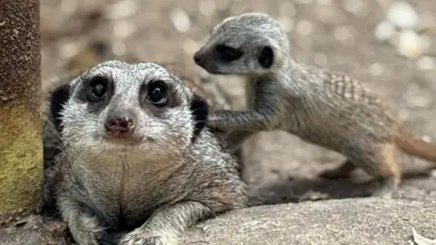 Leeds City Council An adult meerkat alongside a baby.