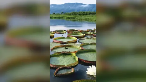 Lily pads in a lake with a grassy bank and mountains in the background