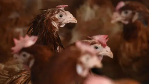 Several brown chickens