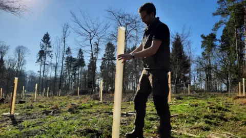 National Trust/Luci Scrocca A ranger places a plastic tree guard into the ground where a tree has just been planted. Others already in place can be seen behind him.