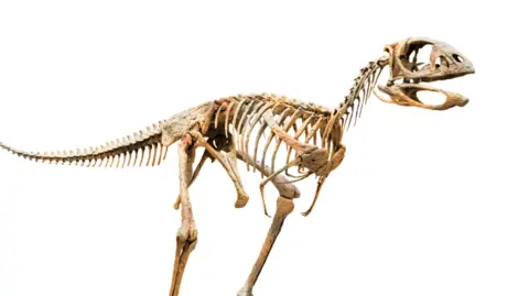 Alex Pritchard A CGI image of the Berthasaura leopoldinae dinosaur skeleton against a white backdrop.