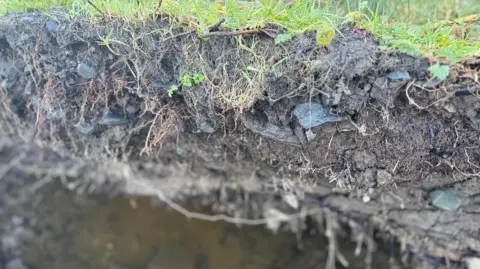 An up-close image of the root plate which shows the white roots among the dark soil with grey stones throughout the soil. There is a puddle of water beneath the root plate, and green grass on top of it.