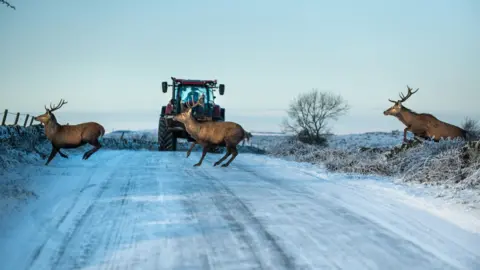 Villager Jim Three deer cross a frost-covered country lane against a white sky, with a tractor driving in the background.