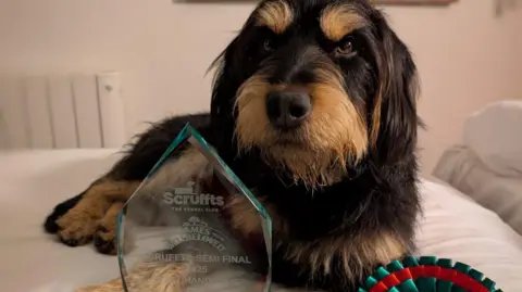 Jody Hall Chester the dog sitting on a bed next to his glass trophy and rosettes.