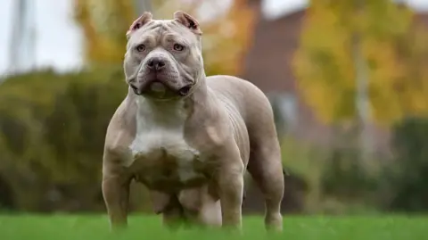 Getty Images A muscular American bully dog standing alert on green grass in an outdoor setting. The dog has a short, light brown coat with a white chest, cropped ears, and a broad head. The background shows blurred autumn-coloured trees and a building.