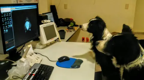 Laura Cuaya The photo shows two dogs sitting in front of a computer screen. The two dogs, both border collies, look interested and attentive. On the screen is an image of a brain scan. 