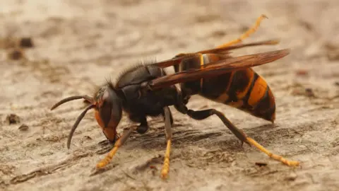 Getty Images A yellow-legged hornet.