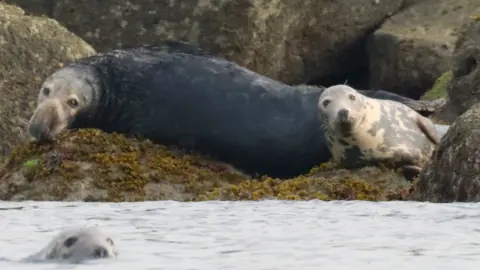 Two seals one dark and another mottled on rocks and another in the sea.