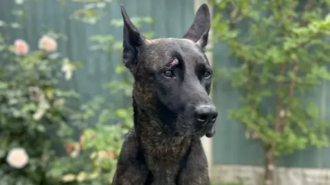 Staffordshire Police Police dog Vixen with the gash over her right eye