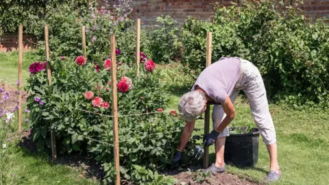Historic England Archive A woman bending over to pull out weeds from a flower bed. She has short white hair and is wearing a mauve T-shirt, white cropped trousers and gardening gloves. To her right is a bed of pink and red peonies. Behind her are shrubs and a wall.