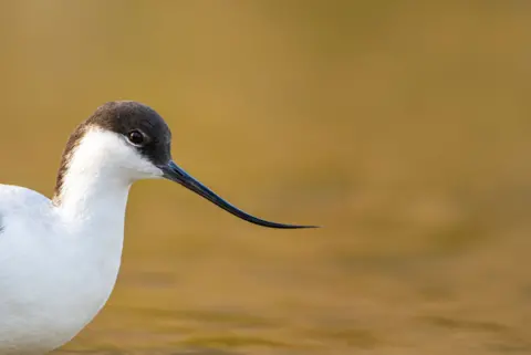 RSPB/Ben Andrew A close-up on an avocet's head, neck and chest. it is white with a black head and long curved beak. Water can be seen behind it