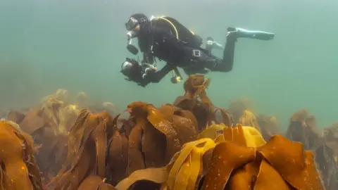 Lewis Jeffries David Palfrey is filming underwater and is hovering above a bed of thick, large strands of seaweed which are shades of orange, yellow and brown. The pale green sea is clear.