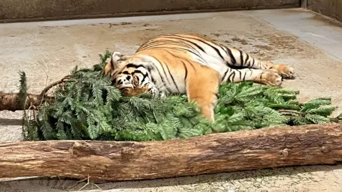 A tiger, which has ginger and white fur with black stripes, is laid on the ground in an enclosure while hugging the green foliage of a Christmas tree. A large brown branch is on the floor in front of the tiger. 