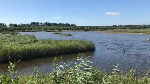 View across the lake and wetland at Lodmoor on a sunny day. Reed beds surround the water and the horizon is filled with green trees.