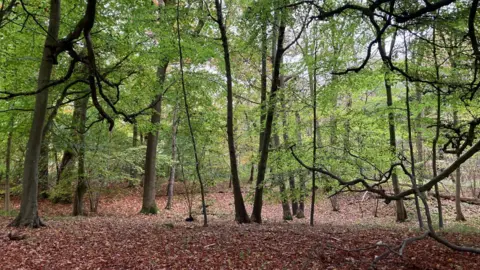 A mixture of well-spaced young and older trees in Wytham Woods. Many of the trees still bear greenery although the ground is covered in red-brown fallen leaves.