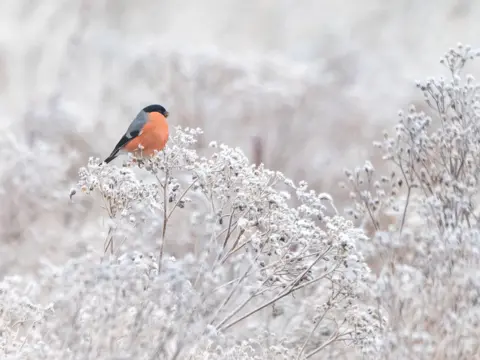 Glenys Norquay Red-chested bullfince sitting on frost covered branch